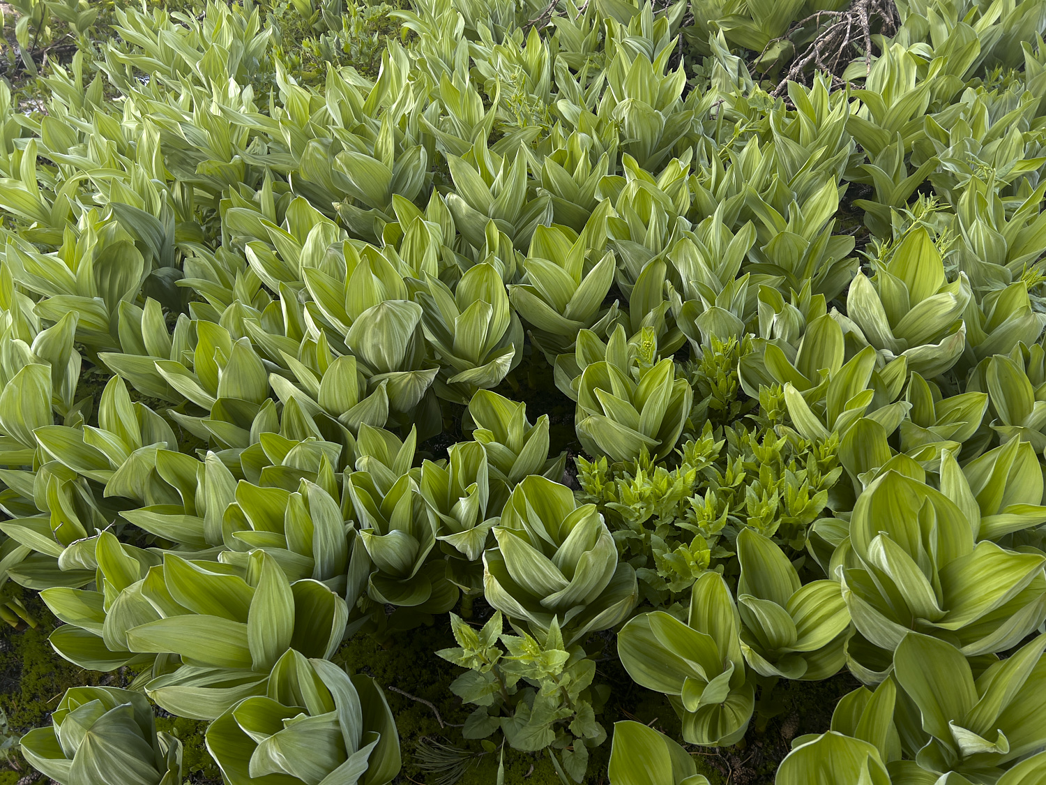 Frühlingsvegetation nach der Schneeschmelze