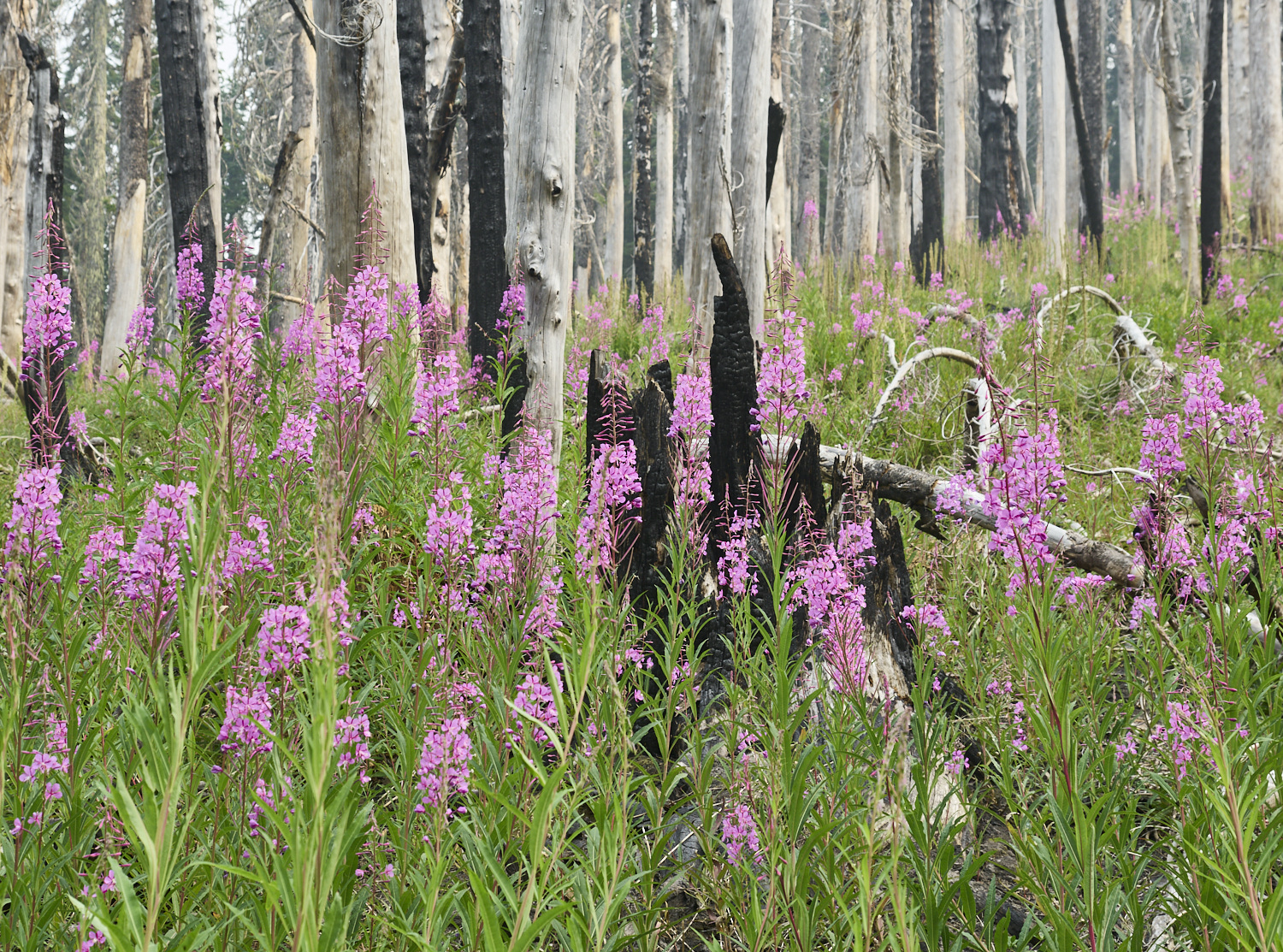 Wildblumen in einem abgebrannten Wald